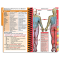 MDpocket Physician Assistant Clinical/Outpatient - 2021